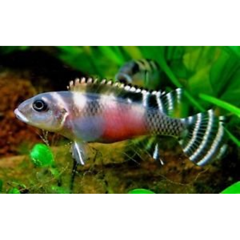 Nanochromis Transverstitus 4-5cm